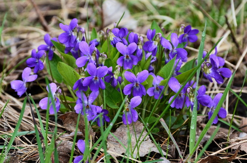 The unpretentious wild violet (Viola odorata) is beautiful when in bloom