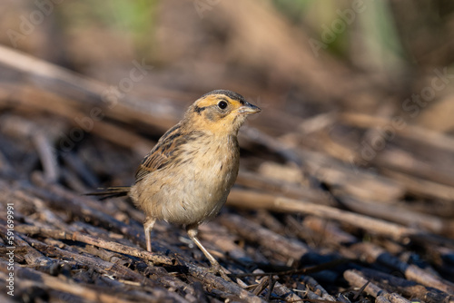 Saltmarsh sparrow