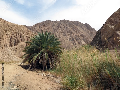 Dahab Oasis , lots of palm trees into the mountains of dahab city, Sinai , Egypt 