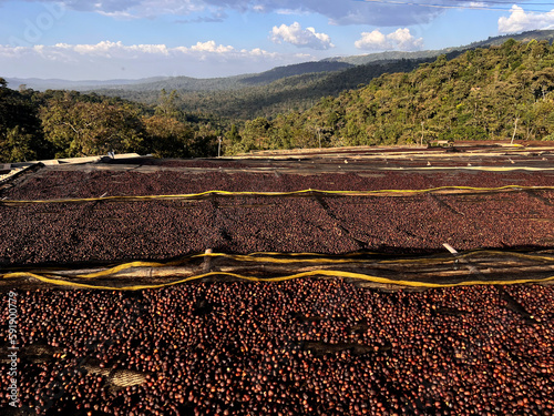 Ethiopian coffee cherries lying to dry in the sun in a drying station on raised bamboo beds. This process is the natural process. Bona Zuria, Sidama, Ethiopia, Africa