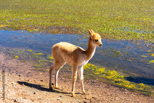 One vicuna baby at the edge of the water both stare directly into the camera near San Pedro de Atacama, Chile. The vicuna (Vicugna vicugna) is one of the two wild South American camelids. 