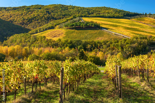 vineyards Chianti landscape in the Castellina countryside