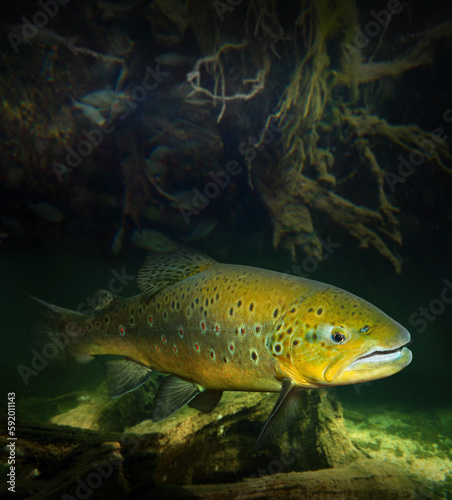Underwater photo of The Brown Trout - Salmo Trutta in a mountain lake. 