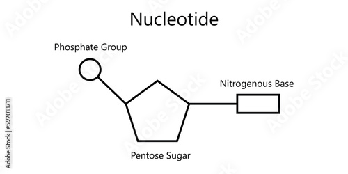 Chemical structure of DNA nucleotide. Three parts of a nucleotide. Phosphate group, pentose sugar and nitrogenous base. Nucleic acids. Vector illustration isolated on white background.