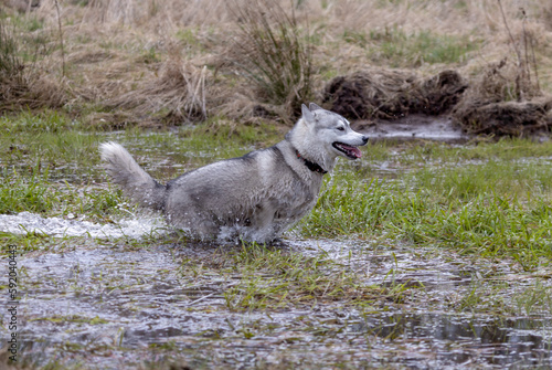Husky Siberian dog (or wolf) playing in the water while moving.