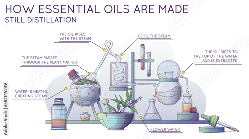 Technological production of essential oil and flower water. Infographic banner. Steam distillation apparatus. Vector illustration of making tea tree oil in a chemical laboratory. 