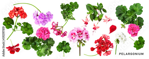 Geranium flowers. Beautiful colorful pelargonium and leaves set. PNG isolated with transparent background. Flat lay, top view. Without shadow.