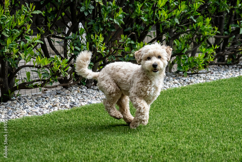 Radosny młody piesek rasy maltipoo biegający po trawniku.