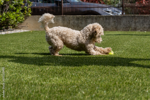 Radosny młody piesek rasy maltipoo podczas zabawy