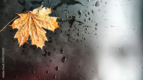 Yellow dry maple leaf in water or a puddle with drops and reflection on a black background. The concept of a sad autumn day and the withering of nature. Abstract background and texture. Partial focus