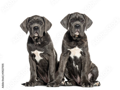 Cane corso puppies dog, Twelve weeks old, sitting together, isolated on white