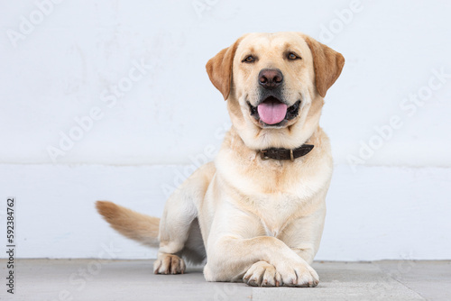 labrador retriever dog sitting with tongue out looking at camera