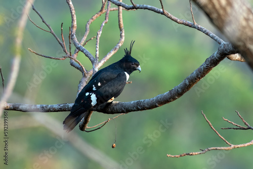 Black baza or Aviceda leuphotes observed in Rongtong in West Bengal, India