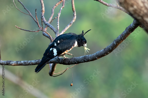 Black baza or Aviceda leuphotes observed in Rongtong in West Bengal, India