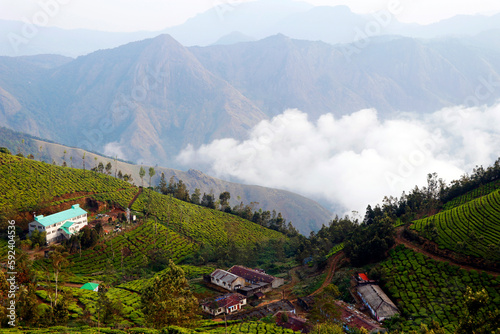 beautiful tea garden with misty mountain valley in munnar kerala
