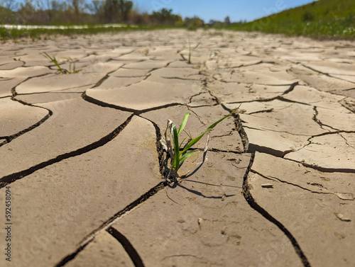 Dry cracked earth from drought with a small plant growing 