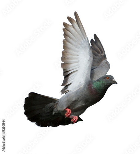 Pigeon in flight on transparent background (PNG File)