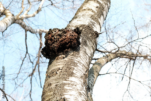 Inonotus obliquus or Chaga mushroom on trunk birch tree. It is also known as sterile conk trunk rot of birch. Fungus, black mass and birch canker polypore. Chaga used in alternative medicine.