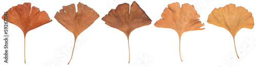 Set of dried leaves of the Ginkgo biloba tree, seasonal natural autumn colors, isolated cut out on white or transparent background