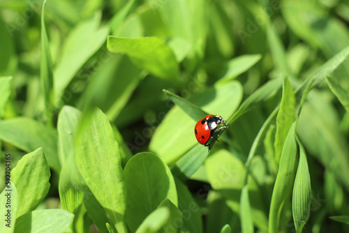 ladybug on a blade of grass in a meadow
