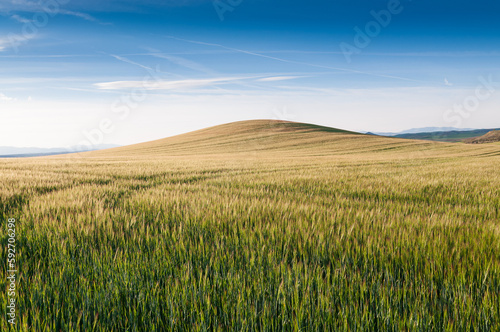 Un campo de trigo con una bella colina al fondo en Guadalajara, España.