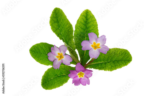 Primula vulgaris or primrose purple flowers isolated on white. Transparent png cutout.