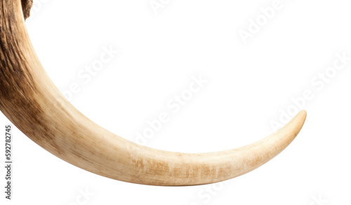 Prehistoric mammoth tusk isolated on white background. Elephant horn generated AI image