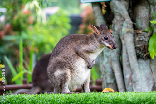 The photo of dusky wallaby (Thylogale brunii). A species of marsupial in family Macropodidae. It is found in the Aru and Kai islands and the Trans-Fly savanna and grasslands ecoregion of New Guinea.