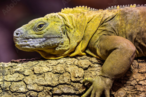 The Jamaican iguana (Cyclura collei) is a large species of lizard in the family Iguanidae. The species is endemic to Jamaica. Critically endangered, even considered extinct between 1948 and 1990.