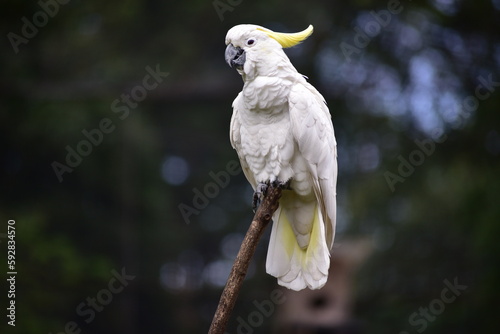 The sulphur crested cockatoo, Cacatua galerita is a relatively large white cockatoo found in wooded habitats in Moluccas and Papua and some of the islands of Indonesia.