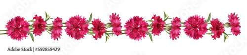 Red knapweed flowers in a line floral arrangement isolated on white or transparent background