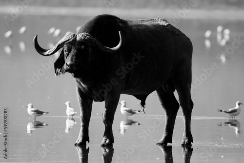 Buffalo in Nakuru