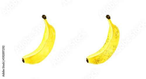 熟れる前と熟れた後の黄色いバナナ フルーツの手描き水彩イラスト素材