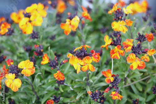 Beautiful orange and yellow variegated erysimum or wallflowers with foliage