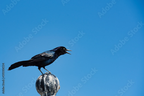 A close up of a boat-tailed grackle with a clear blue sky background.