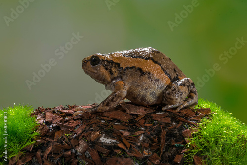 The banded bullfrog (Kaloula pulchra) is a species of frog in the narrow-mouthed frog family Microhylidae. Native to Southeast Asia, it is also known as the Asian painted frog, digging frog, Malaysian