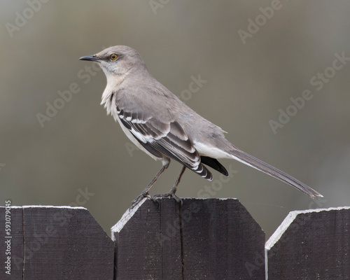 Mocking Bird on a fence