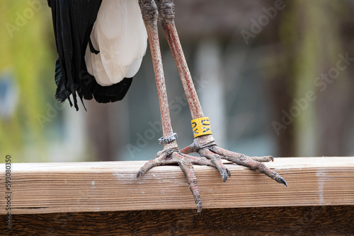 Metal ornithological rings on woolly-necked stork bird's leg