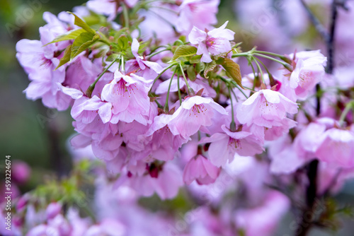みやび桜 雅桜 春のイメージ 皇后様の桜