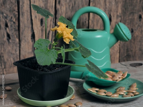Green seedlings sprout in a flower pot on a wooden background with pumpkin seeds and imitation agricultural utensils.