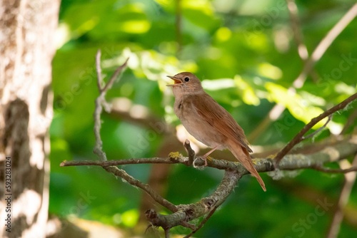 Closeup shot of a thrush nightingale (Luscinia luscinia) perched on a tree branch