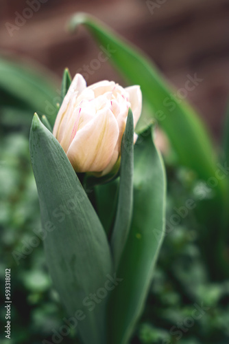 Biały tulipan na każdą okazję 