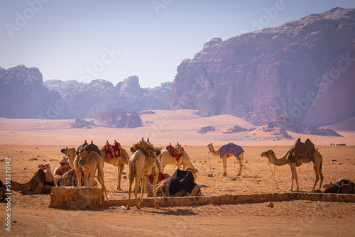 Wadi Rum w Jordanii. Wielbłądy stojące na pustyni obok formacji skalnych. 