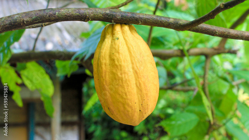 Close-up of a ripe cocoa fruit on the tree and greenery blurred background. Beautiful yellow cocoa pod (Theobroma cacao). Selective focus