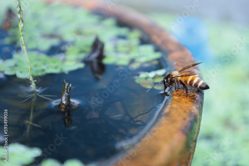 Honey bees drinking water. Closeup honey bees drinking water on the edge of a fishbowl in the summer of Thailand with copy space. selective focus