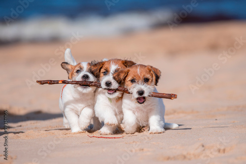 Playing Jack Russel terrier puppies