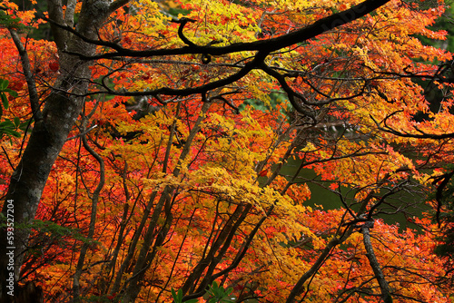 白駒池湖畔のサラサドウダンツツジの紅葉
