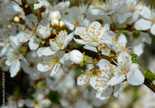 kwitnąca śliwa domowa mirabelka (Prunus domestica subsp. syriaca), białe kwiaty, Beautiful white flowers of a Mirabelle tree, White small flowers of Mirabelle plum, cherry plum