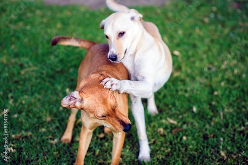 Closeup of cute Cretan Hounds playin in a park against blurred background