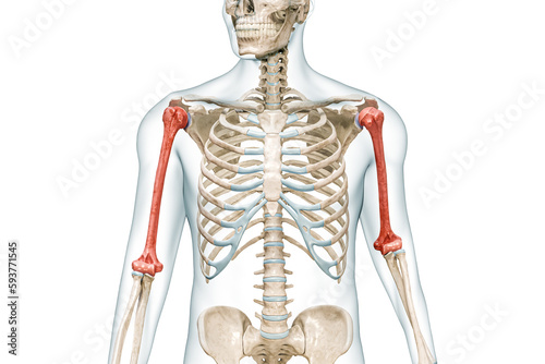 Humerus arm bone in red color with body 3D rendering illustration isolated on white with copy space. Human skeleton anatomy, medical diagram, osteology, skeletal system, science, biology concepts.